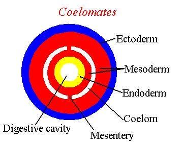 Coelom Body cavity formed