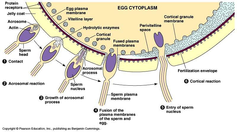 Fertilization Joining of sperm & egg only sperm