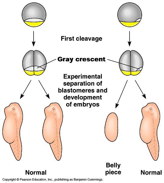 Gray crescent In amphibians establishes anteriorposterior body axes In mammals polarity may be established by the entry of the sperm