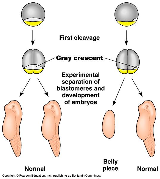 Gray crescent Importance of cytoplasmic determinants Also
