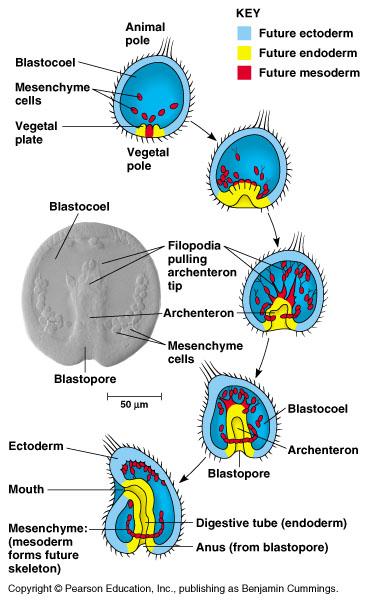 Basic body plan Archenteron becomes embryonic gut mouth at one end anus at the other Protostomes 1 st