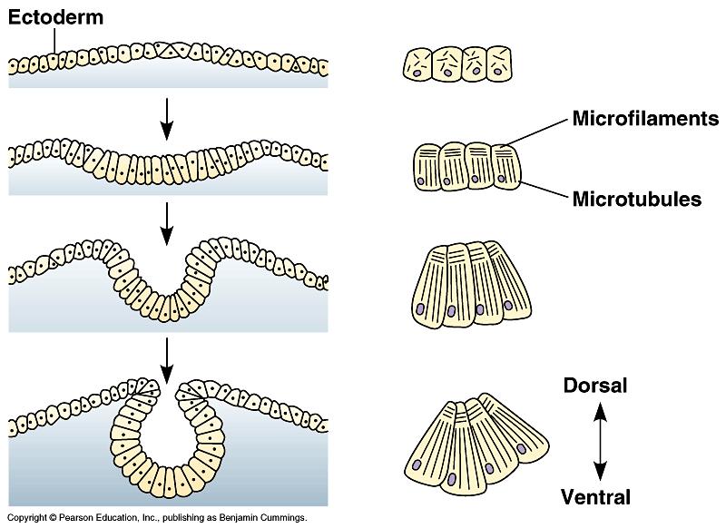 Gastrulation Cells change size & shape: sheets of cells expand & fold