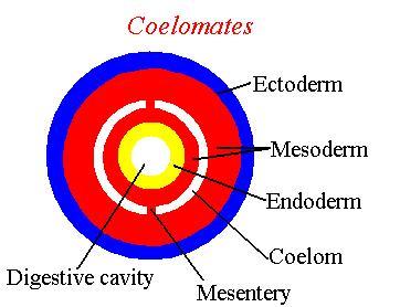 Coelom Body cavity