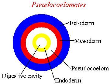 layers of mesoderm
