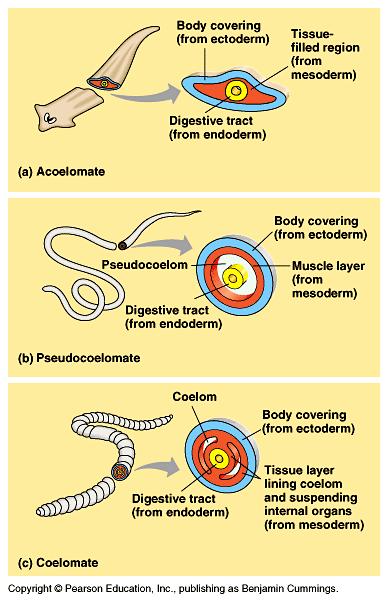 Coelom Acoelomates flatworms Pseudocoelomates roundworms, nematodes