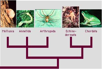 spiders & insects Echinodermata