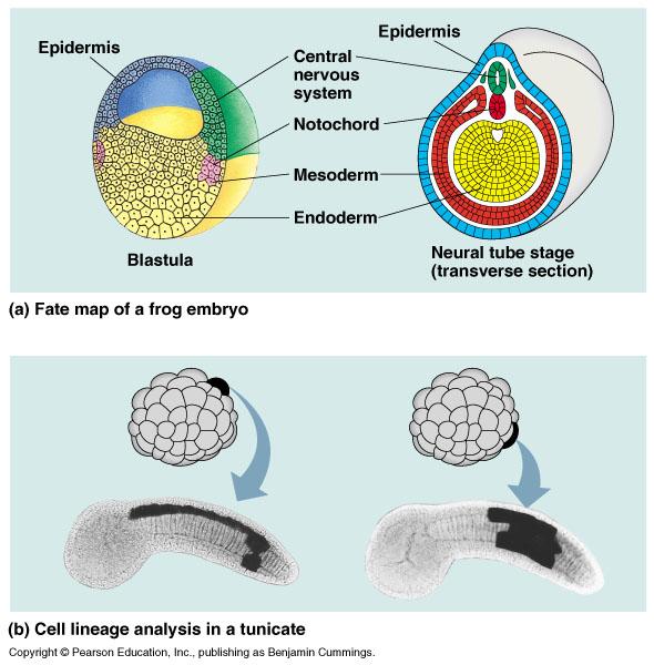 Neural tube development Neural tube & notochord