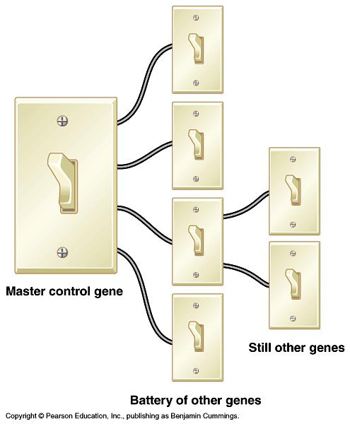 Master control genes Homeotic genes master regulatory genes in flies these genes identify body