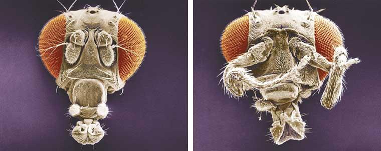 Homeotic genes Mutations to homeotic genes produce flies with such strange traits as legs growing from the head in
