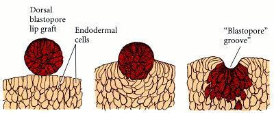 Cell from dorsal marginal