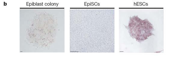 EpiSC cells