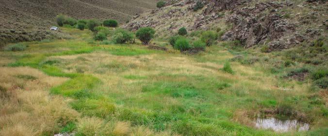 floodplains, enabling wetland species to expand, and improving important brood-rearing and summer-fall habitat for the Gunnison sage-grouse.