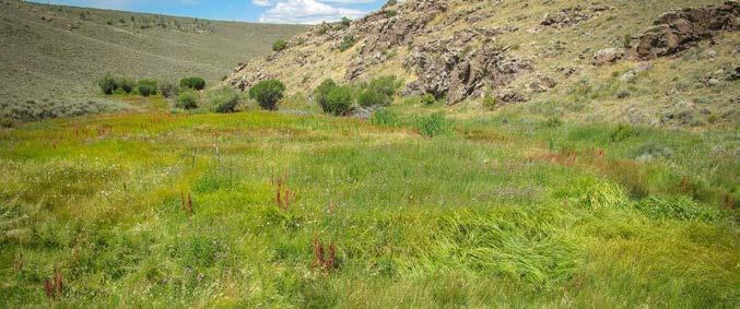 The structures are also improving habitat for insects (a key food resource for grouse), migratory birds, mule deer, elk and other wildlife, and increasing forage