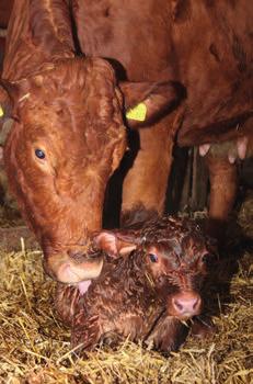 Selecting replacement heifers At birth Select heifers born in the first half of the calving period, ideally in the first six weeks.