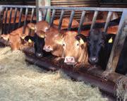 Weaning to breeding For spring-calving herds the time between weaning and breeding is during winter.