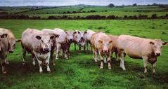 At grass If well managed, good quality grass can sustain growth rates of more than 1kg per day in weaned cattle, particularly during spring.
