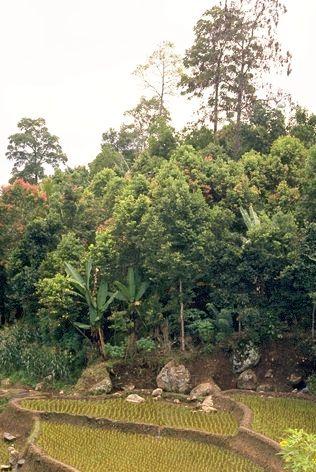 Sumatra (Indonesia) Rubber plantation Improved germplasm jungle rubber garden Farm/plantation size