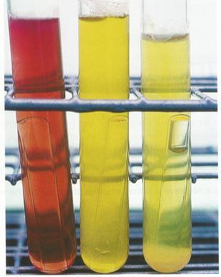 Figure 4. Production of acid and gas is a positive result in the Completed test using Phenol Red Lactose Broth.