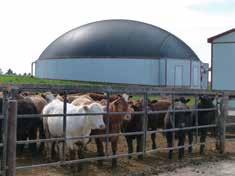 Biogas: Flexible, Adaptable and Renewable Agricultural biogas systems are a natural fit on farms as manure is produced continuously from livestock.