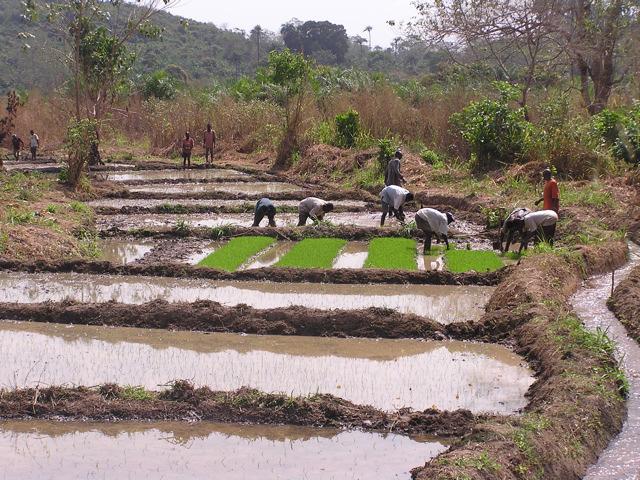 This means that the value chain for most of the paddy produced ends already at the farm gate or on the village level by way of immediate local consumption.