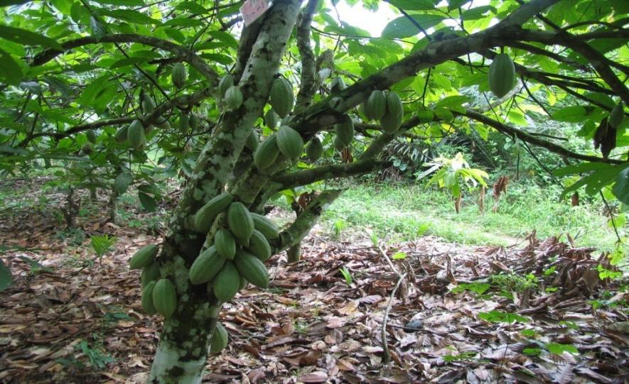 Figure 24: Cocoa tree in plantation with proper shade management. Plantation areas.