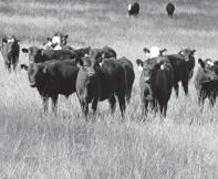 Feeder cattle grades and purpose of grades in marketing How the beef cattle cycle affects profitability of the industry.