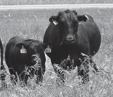 Feeding the Beef Herd The essential nutrients Factors affecting nutritional requirements of beef cattle Forage is basis for