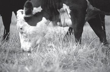 Tennessee conditions Forage Production Basics of forage production Factors affecting quality The value of controlled grazing