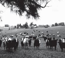 Behavior An understanding of cattle behavior To incorporate knowledge of cattle behavior to make