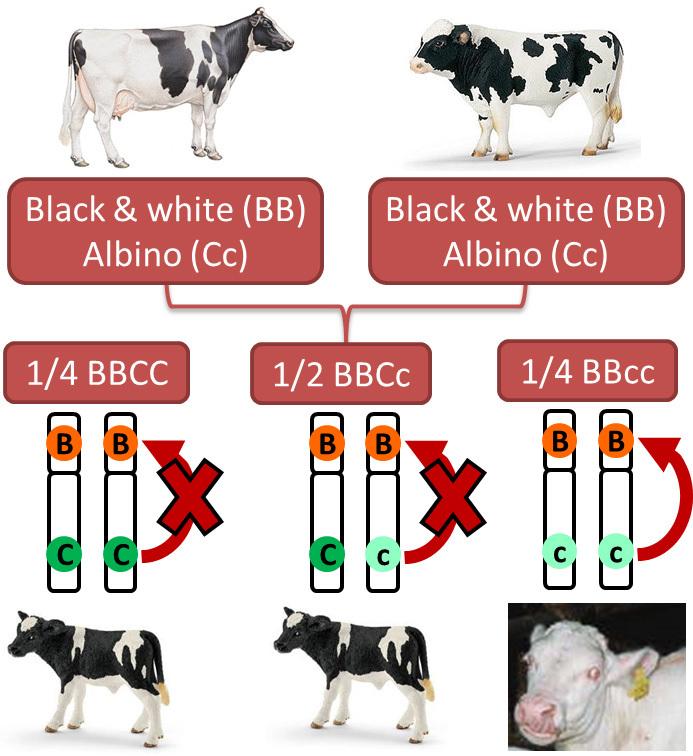 Linked genes We can see that, when the offspring are homozygous with two recessive alleles for the albino gene, the phenotype is albino despite the presence of the two dominant alleles for the black