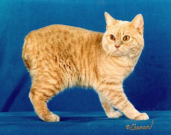 4. Lethal alleles MM = normal spine MM = manx cat (no tail) M M = lethal Cross