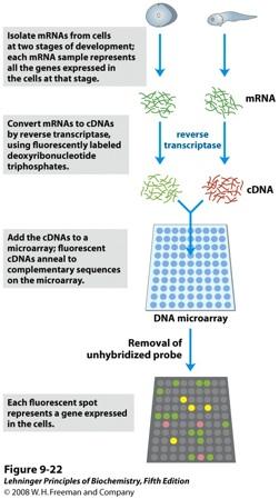 visualization Integration of omics - information Whole- sequencing Microarrays 2D-electrophoresis, mass spectrometry