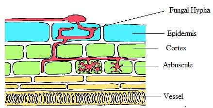 Structure of Biogas plant: The biogas plant consists of a concrete tank (10-15 feet deep) in which bio-wastes are collected and slurry of dung is fed.