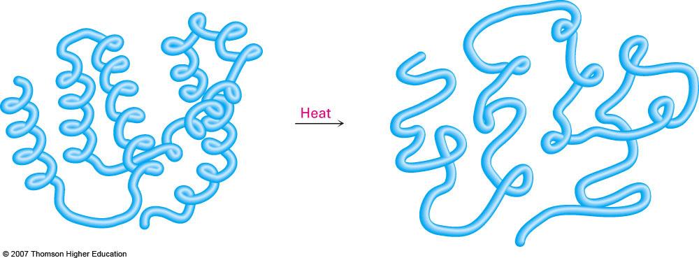 Denaturation of Proteins The tertiary structure of a globular protein is the result of many intramolecular attractions that can be disrupted by a change of the environment, causing the protein to