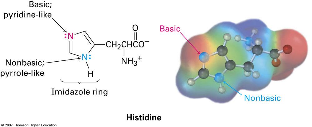 Histidine 9 Essential Amino Acids All 20 of the amino acids are necessary for protein