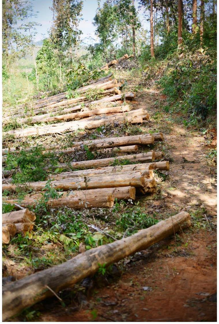Objectives to investigate and analyze the teak harvesting in order to improve the efficiency of