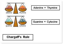 The same is true for the other two nitrogen bases: The amount of adenine and thymine are equal in any sample
