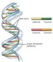 The Watson and Crick Model of DNA These hydrogen bonds form only between certain base pairs: adenine is always