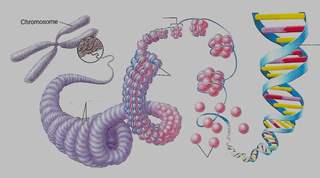 nucleosomes coils DNA double helix supercoils Video Nucleosomes pack with one another to form a thick fiber, which is shortened by a system