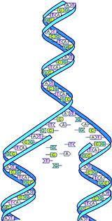 Replication of DNA An Overview Replication: Animation The structure of DNA allows it to be easily copied or.