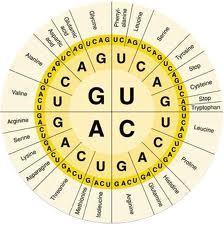 The Genetic Code The DNA molecule, with its four nitrogenous bases, is the code for all proteins that are made in a cell. The DNA inherited by an organism dictates the synthesis of certain proteins.
