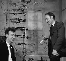 DNA. In 1953, James Watson and Francis Crick shook