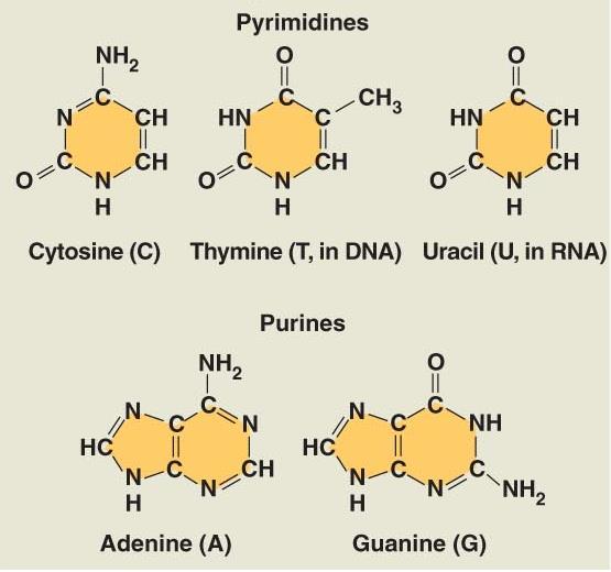 NOTE: The nitrogen base uracil is only found in RNA. We will discuss uracil later. Purines: Double ring structures; adenine and guanine are purines.