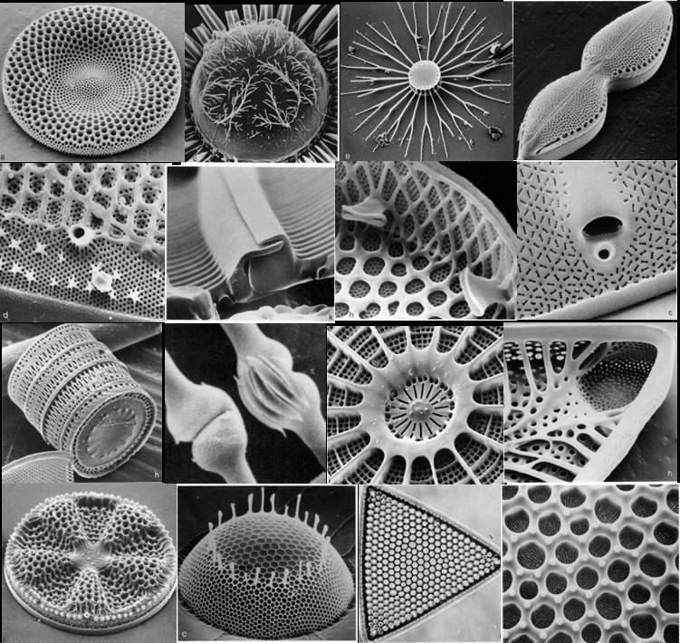 Silica-based Microshells of Diatoms as Cellular