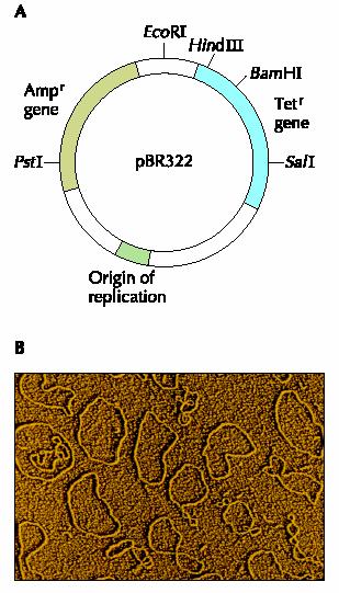 Early Cloning Vectors pbr322 Plasmid Small independent