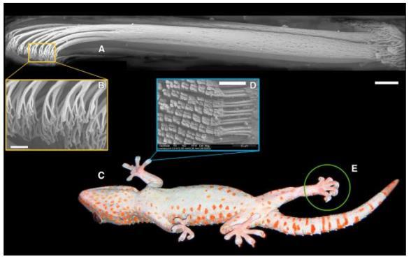 Figure 1. Gecko adhesive system. (A) Micrograph of a single gecko seta. (B) Nanoscale array of hundreds of spatular tips of a single gecko seta.