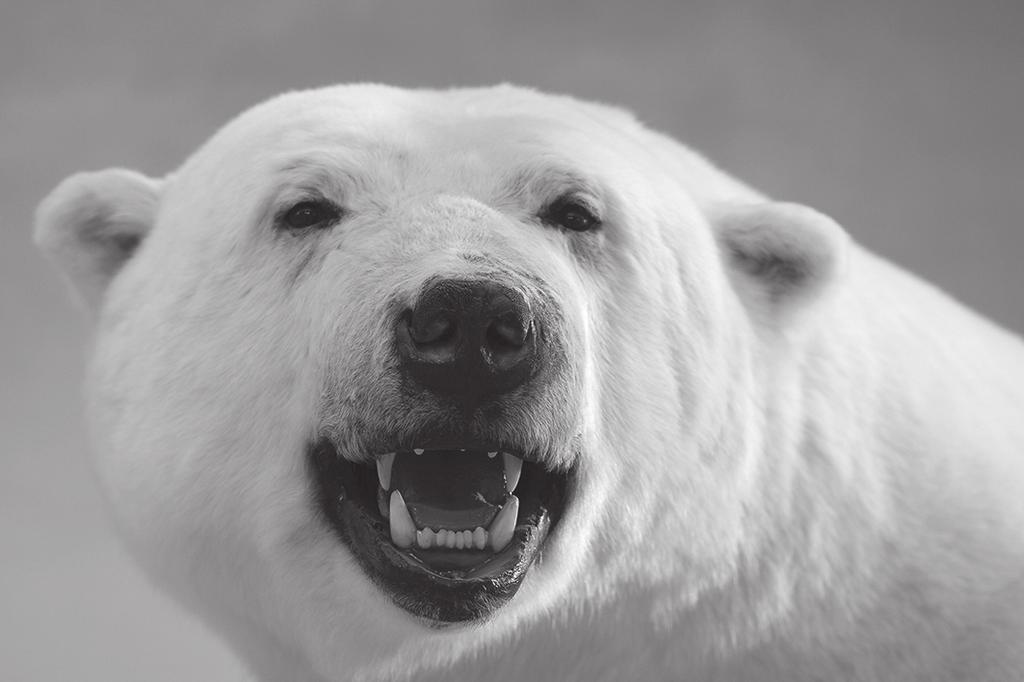 6 3 Polar bears live in the Arctic. Seals are their main food source.