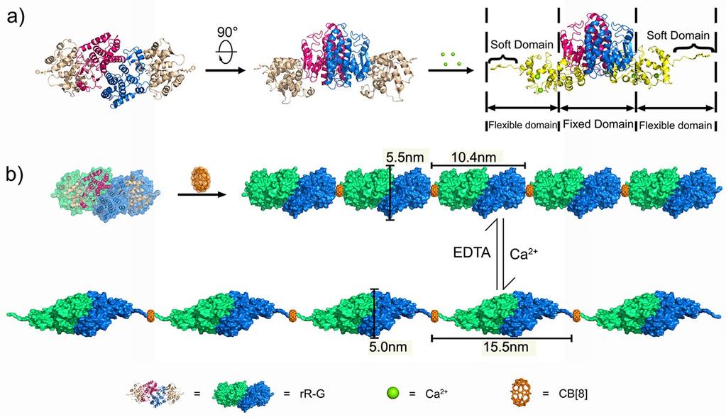 6. Schematic representations of structure change of fusion protein FGG-recoverin-GST between binding and unbinding of Ca 2+ The addition of Ca 2+ resulted in an exposure of flexible chain from