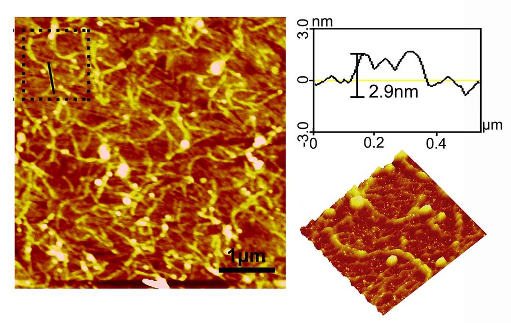 8. Atomic force microscope (AFM) analysis of the extended state (state II) of protein nano-spring The exposure of flexible chain from fusion protein FGG-recoverin-GST under state II lead to the