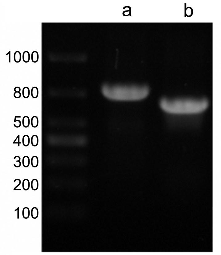 1.1 Agarose gel electrophoresis (AGE) analysis of PCR products of sj-gst and FGG-recoverin Figure S2.